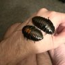 beetlehugz