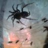 lovebugfarm