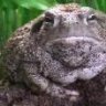 Bufo Bill