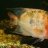Mad About Cichlids