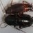 Roachman26