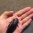 UncommonRoachBoy