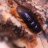 Taxonomyguy