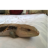 Chimera