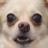 PuppyMintMocha