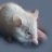 Ghost Mouse