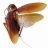 BlattodeaKW