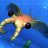 Anomalocarididae