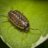 Hydrophilus