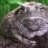 Bufo Bill