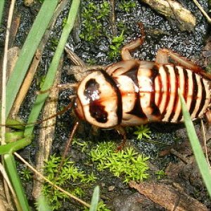 DoriniNymph.jpg