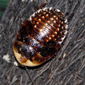 _MG_3738 molted (Large) (Medium).jpg
