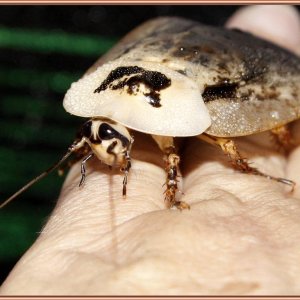 _MG_3750 first adult male peppered (Medium).jpg