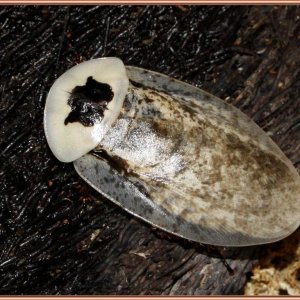 2nd peppered (Medium).jpg