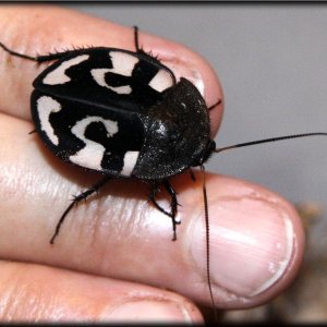 _MG_3789 first molted question mark (Medium).jpg