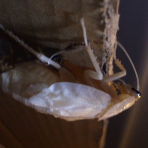 B.fusca_molting1.JPG