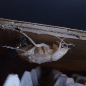 B.fusca_molting2.JPG