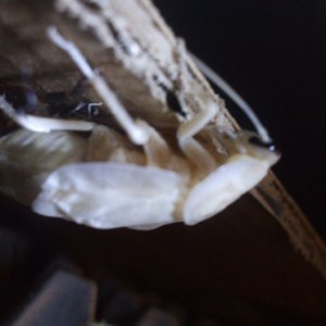 B.fusca_molting3.JPG