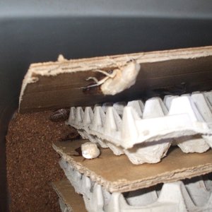 B.fusca_molting4.JPG