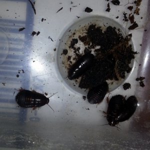 2013-03-08 23.04.27 (800x800) (640x640).jpg