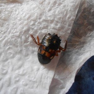 le roach 2.jpg