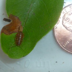 Myrmecoblatta small.jpg