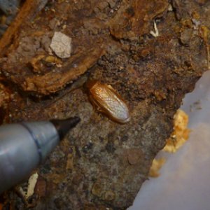 Myrmecoblatta male small.jpg
