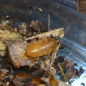 Myrmecoblatta nymph - cropped small.jpg