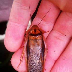 Clear Wing Male.jpg