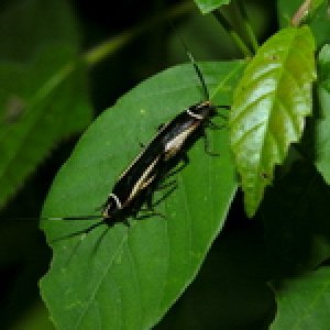 sp 00502.jpg
