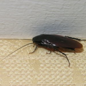 sp 00601.jpg