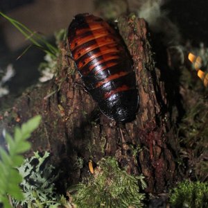 hisser1.jpg