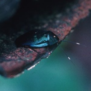 Eucorydia_yasumatsui.jpg