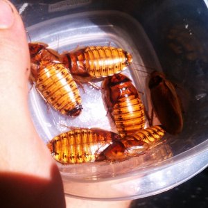 Golden Dubia.jpg
