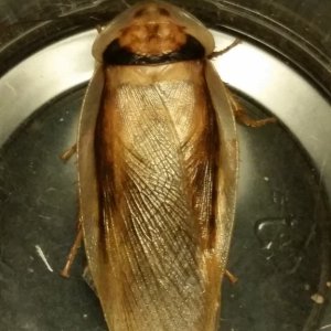 Generation 6  Gold Dubia male.jpg