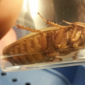 F6 Blonde male underside.jpg