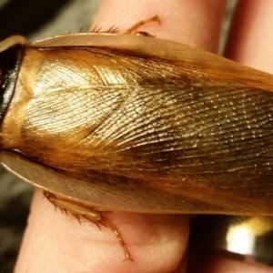 Golden Winged Dubia F6.jpg