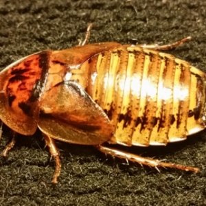 Gold Dubia Female.jpg