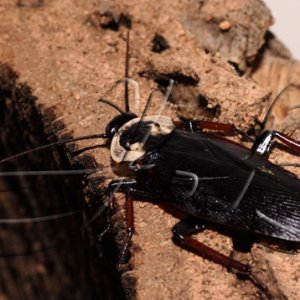 Homalosilpha_gaudens___Taiwan.jpg