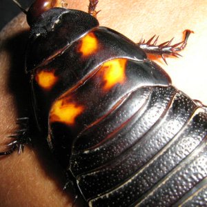 picture_animal_168.jpg