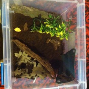 mixed species bin.jpg