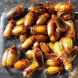 Gold Dubia F8.jpg