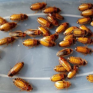 Gold Dubia F8 Group.jpg