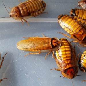 Gold Dubia Male F8.jpg