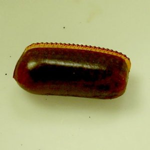 ootheca.jpg