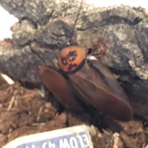 Eublaberus posticus 2.jpg