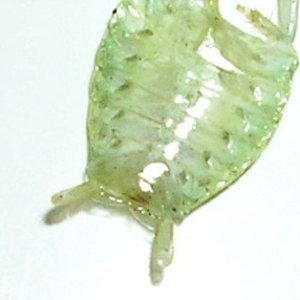 PanchloragiantMalecerci.jpg