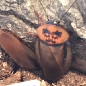 Eublaberus posticus.JPG