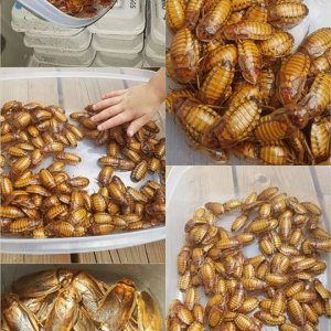 Amber Dubia 200 breeder.jpg
