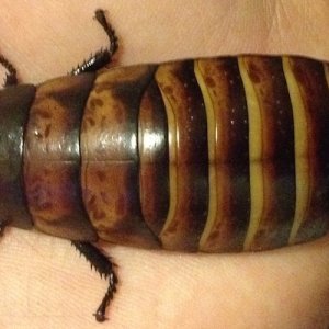 laevigata (2).jpg